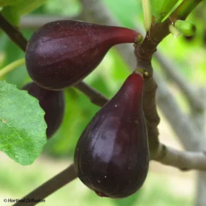Figuier Noire De Caromb Bio