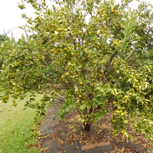 Kumquat Marumi – Fortunella Japonica