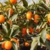 Kumquat à Fruits Ovales – Fortunella Margarita