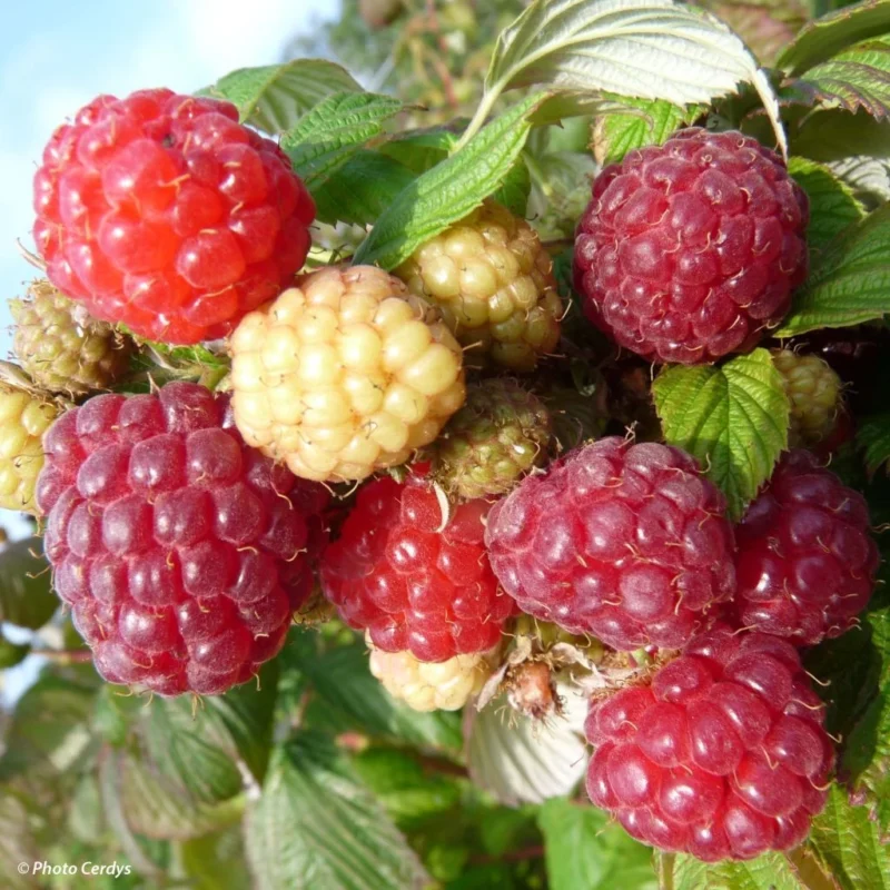 Framboisier Aroma Queen fruits remontants