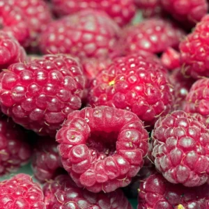 Framboisier Autumn Passion ® (remontant) – Rubus Idaeus