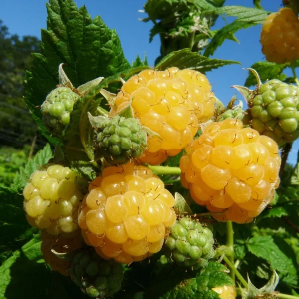 Framboisier Golden Everest (remontant) Bio