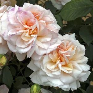 Rosier Ancien Gruss An Aachen