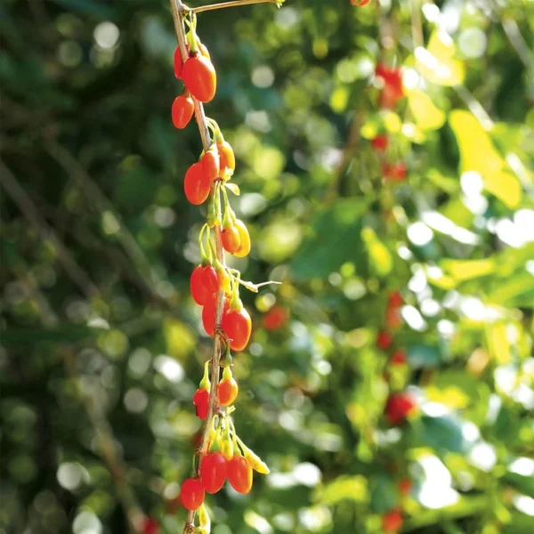 Goji Instant Success – Lycium Barbarum