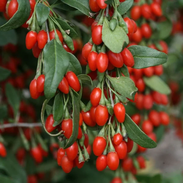 Goji Sweet Lifeberry – Lycium Barbarum
