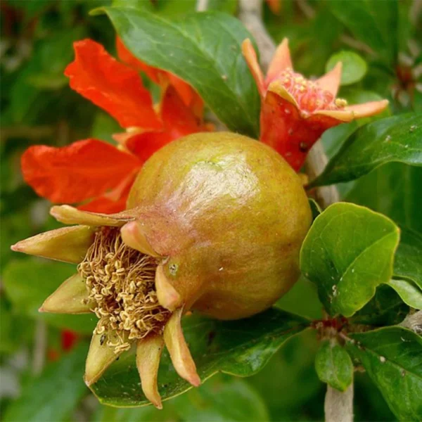 Grenadier à Fruits – Punica Granatum