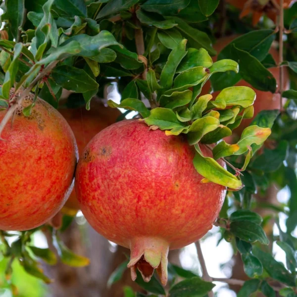 Grenadier à Fruits – Punica Granatum Dente Di Leone