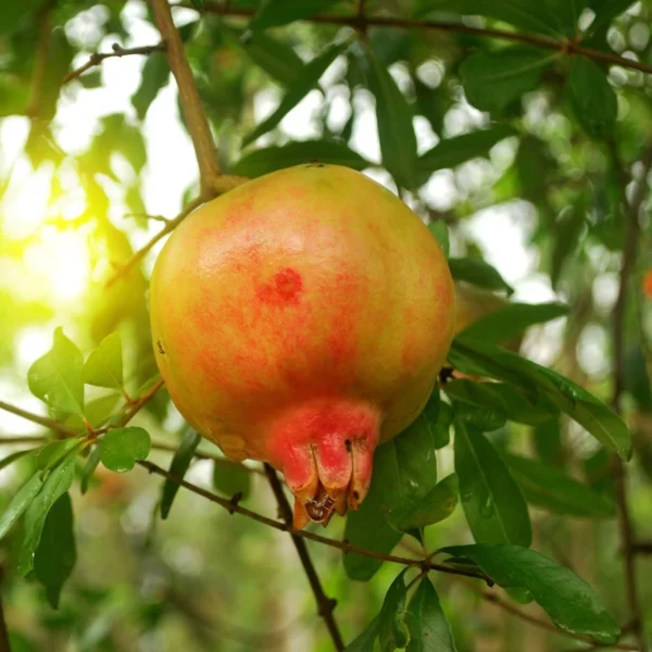 Grenadier à Fruits – Punica Granatum Mollar De Elche