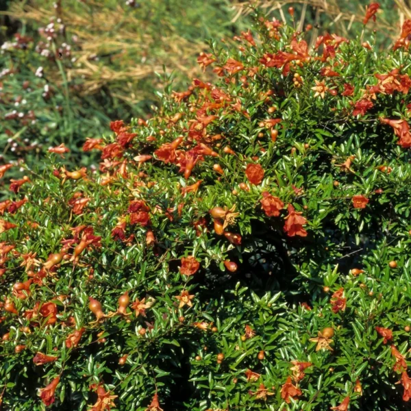 Grenadier Nain – Punica Granatum Chico Ou Nana Gracillissima