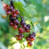 Casseiller Jostaberry – Ribes X Nidigrolaria