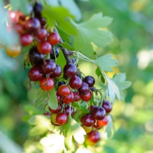 Casseiller Jostaberry – Ribes X Nidigrolaria