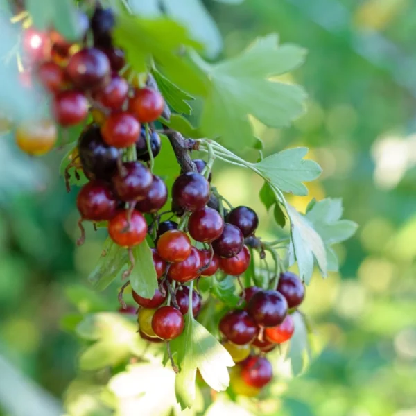 Casseiller Jostaberry – Ribes X Nidigrolaria
