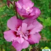 Hibiscus Syriacus Eruption – Althéa Ou Mauve En Arbre