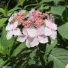 Hortensia – Hydrangea Serrata Grayswood