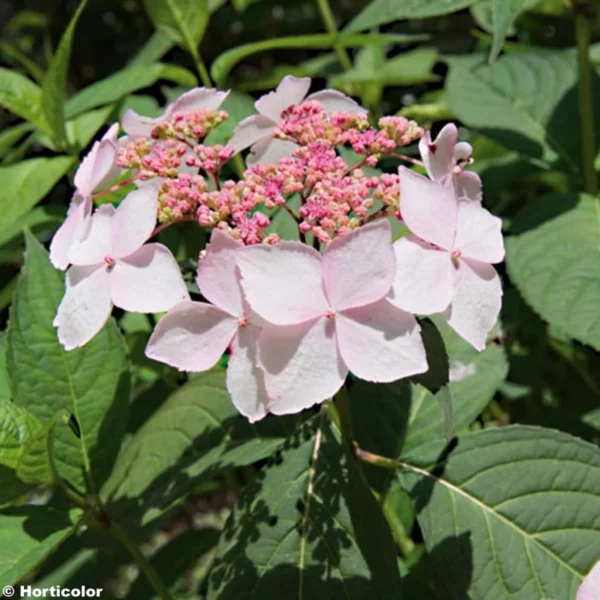 Hortensia – Hydrangea Serrata Grayswood