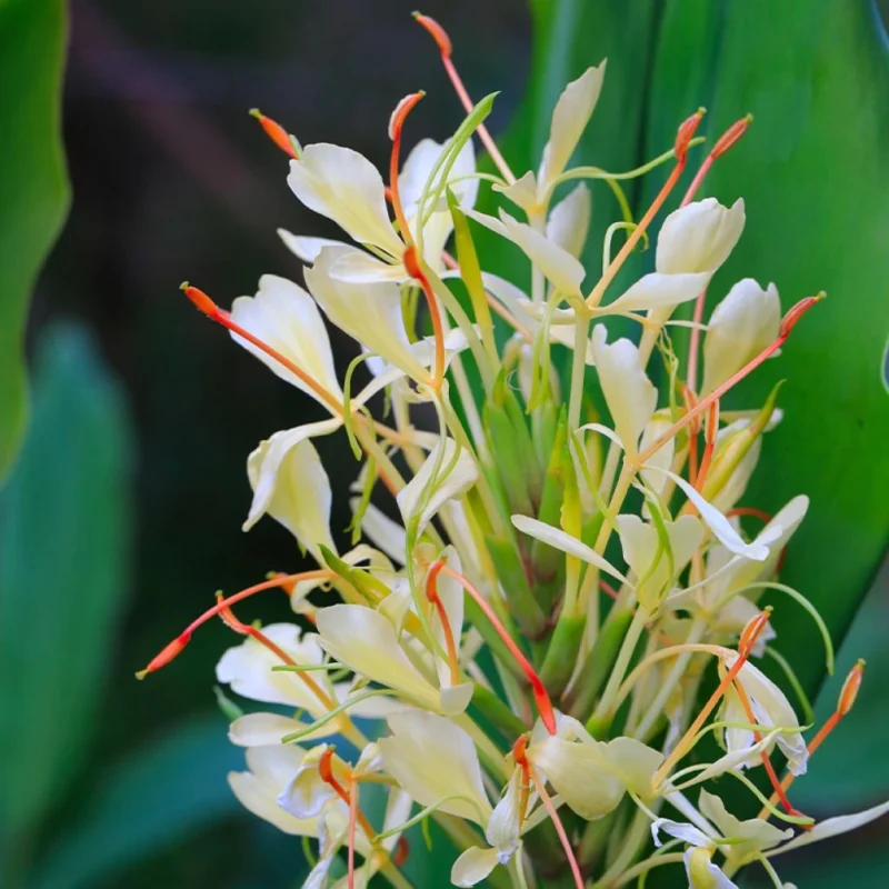 Hedychium Dixter Tresco - variété longue et parfumée