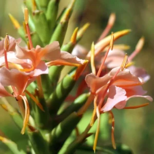 Hedychium Elizabeth – Gingembre D’ornement