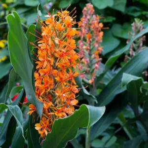 Hedychium Coccineum Tara – Longose Rouge
