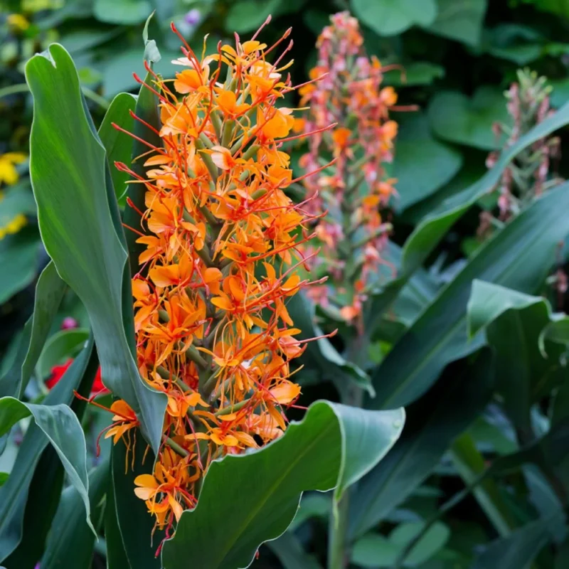 Hedychium Coccineum Tara - longose rouge