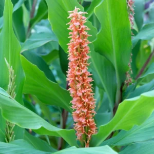 Hedychium Densiflorum Assam Orange – Gingembre D’ornement