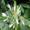 Hedychium Forrestii