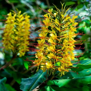 Hedychium Gardnerianum – Longose En Pot