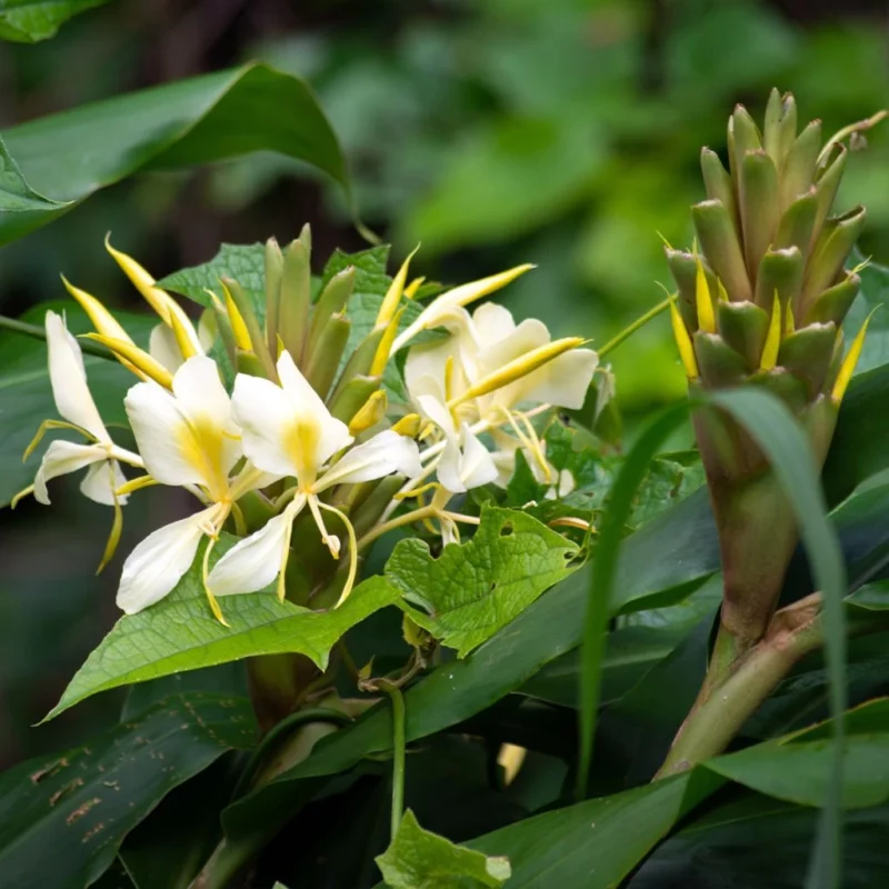 Hedychium Maximum en pleine floraison, grandes hampes blanches
