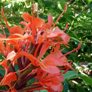 Hedychium Rubrum (deceptum) – Gingembre D’ornement