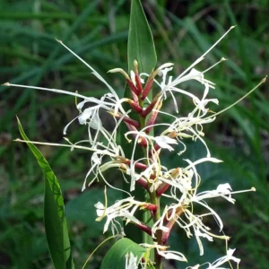 Hedychium Villosum Var. Tenuiflorum – Gingembre D’ornement