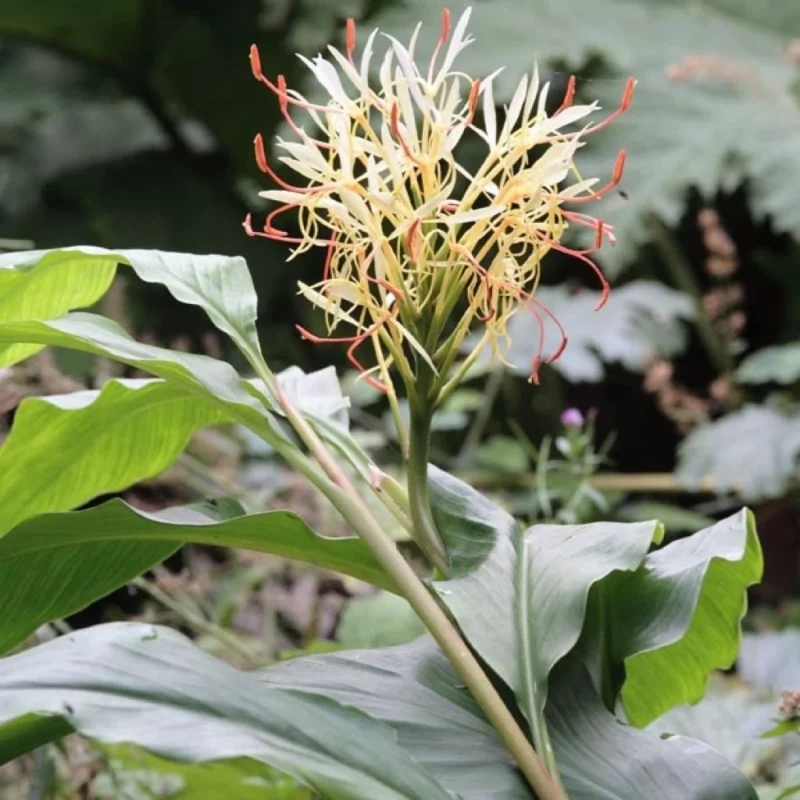 Hedychium Yunnanense - adapté aux climats frais