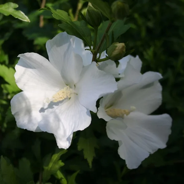 Hibiscus Syriacus Eléonore – Althéa Simple, Blanc Pur