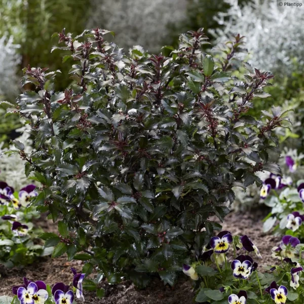 Houx – Ilex Meserveae Gentle