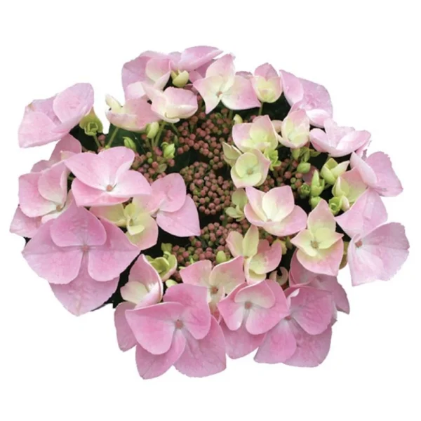 Hortensia – Hydrangea Macrophylla Messalina