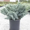 Genévrier écailleux – Juniperus Squamata Meyeri