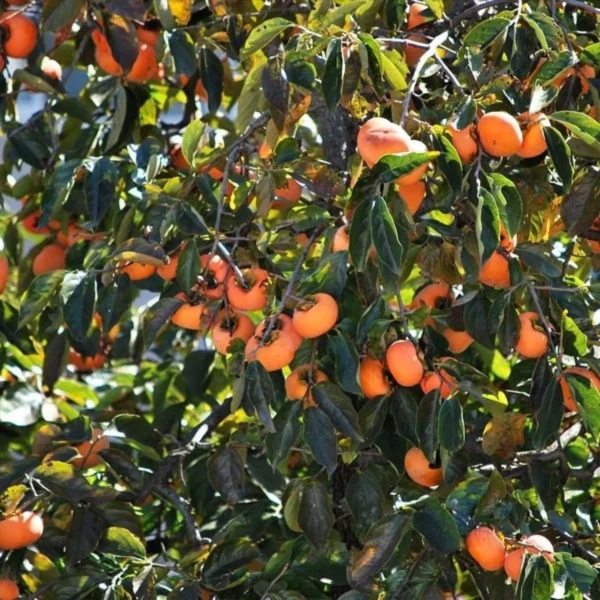 Diospyros Kaki Fuyu – Plaqueminier – Kaki Pomme