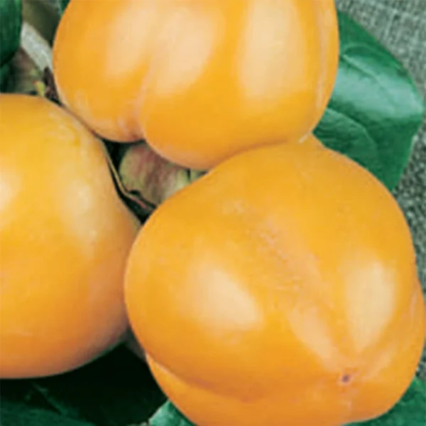 Kaki Muscat – Plaqueminier De Chine