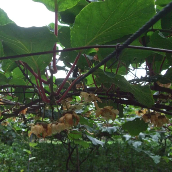 Kiwi Golden Delight (femelle) – Actinidia Deliciosa