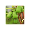 Kiwi Arguta Vitikiwi – Kiwaï
