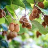 Kiwi Autofertile Herma – Actinidia Chinensis – Actinidia Deliciosa