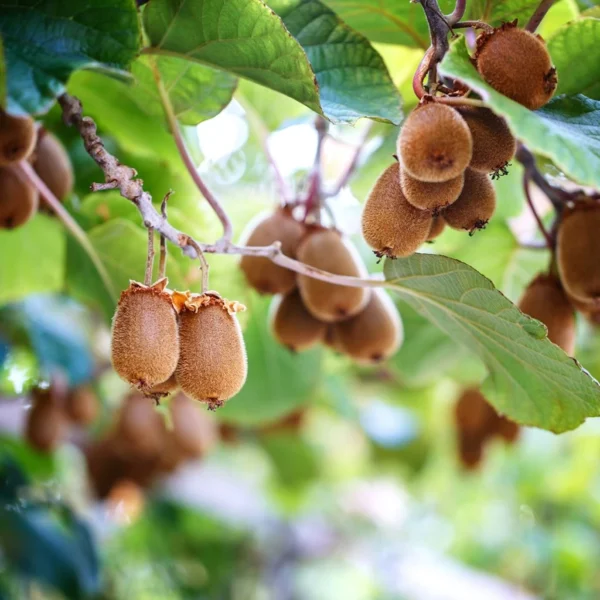 Kiwi Autofertile Herma – Actinidia Chinensis – Actinidia Deliciosa
