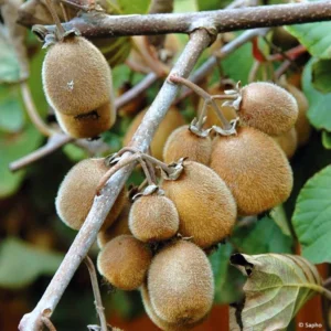 Kiwi Solissimo Bio – Actinidia Deliciosa