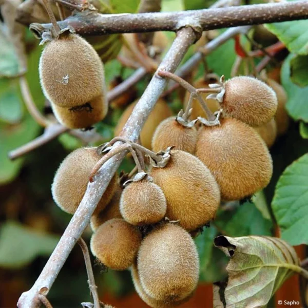 Kiwi Solissimo Bio – Actinidia Deliciosa