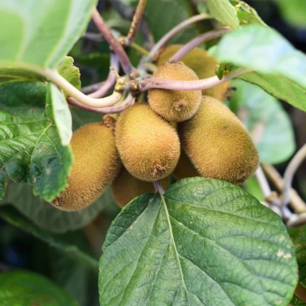 Kiwi Autofertile Solo – Actinidia Chinensis