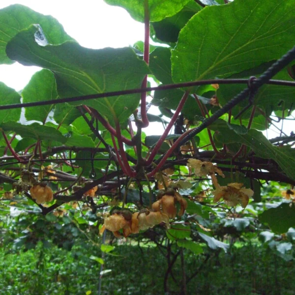 Kiwi Golden Delight (mâle) – Actinidia Deliciosa