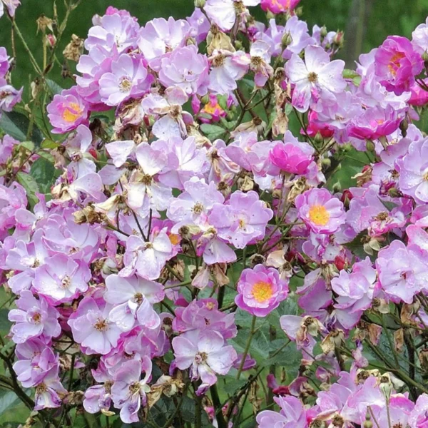 Rosier Couvre-sol Lavender Dream