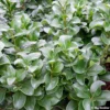 Troène Du Japon – Ligustrum Japonicum Rotundifolium