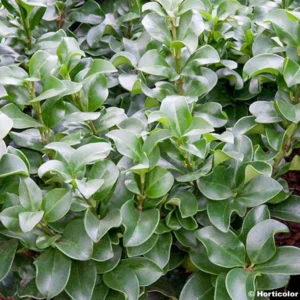 Troène Du Japon – Ligustrum Japonicum Rotundifolium