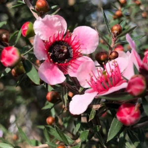 Leptospermum Scoparium Martini – Arbre à Thé