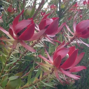 Leucadendron Devil’s Blush