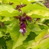 Leycesteria Formosa Little Lanterns – Arbre Aux Faisans